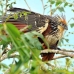 hoatzin_la_h_0982_ecu3045.jpg